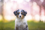 young Miniature Australian Shepherd