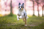 young Miniature Australian Shepherd