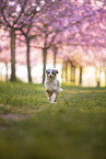 young Miniature Australian Shepherd