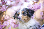 young Miniature Australian Shepherd