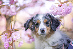 young Miniature Australian Shepherd