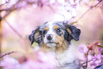 young Miniature Australian Shepherd