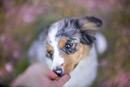 young Miniature Australian Shepherd