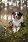 blue-merle Miniature Australian Shepherd