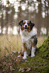 blue-merle Miniature Australian Shepherd