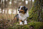 blue-merle Miniature Australian Shepherd