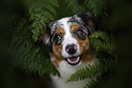 blue-merle Miniature Australian Shepherd