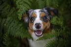 blue-merle Miniature Australian Shepherd