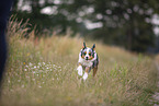 blue-merle Miniature Australian Shepherd