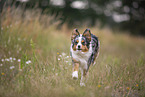 blue-merle Miniature Australian Shepherd