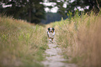 blue-merle Miniature Australian Shepherd