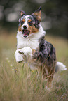 blue-merle Miniature Australian Shepherd