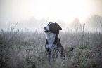 Miniature Australian Shepherd