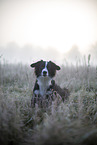 Miniature Australian Shepherd