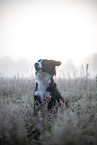 Miniature Australian Shepherd