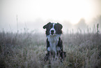 Miniature Australian Shepherd