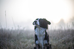 Miniature Australian Shepherd