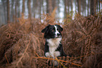 Miniature Australian Shepherd