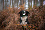 Miniature Australian Shepherd