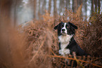 Miniature Australian Shepherd