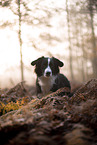 Miniature Australian Shepherd