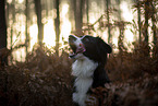 Miniature Australian Shepherd