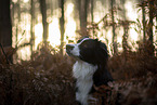 Miniature Australian Shepherd