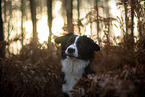 Miniature Australian Shepherd