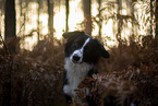 Miniature Australian Shepherd