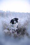 Miniature Australian Shepherd