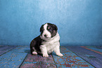 Miniature Australian Shepherd puppy