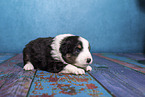 Miniature Australian Shepherd puppy