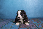 Miniature Australian Shepherd puppy