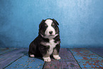 Miniature Australian Shepherd puppy