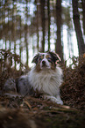 Miniature Australian Shepherd