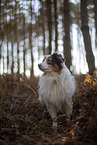 Miniature Australian Shepherd