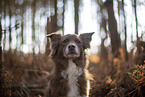 Miniature Australian Shepherd