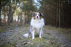 Miniature Australian Shepherd