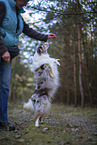 Miniature Australian Shepherd