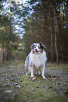 Miniature Australian Shepherd