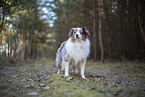 Miniature Australian Shepherd