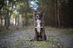 Miniature Australian Shepherd