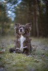 Miniature Australian Shepherd