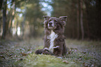 Miniature Australian Shepherd