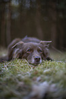 Miniature Australian Shepherd