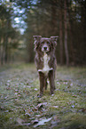 Miniature Australian Shepherd