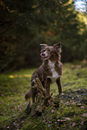 Miniature Australian Shepherd