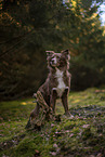 Miniature Australian Shepherd