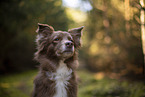 Miniature Australian Shepherd