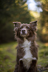 Miniature Australian Shepherd